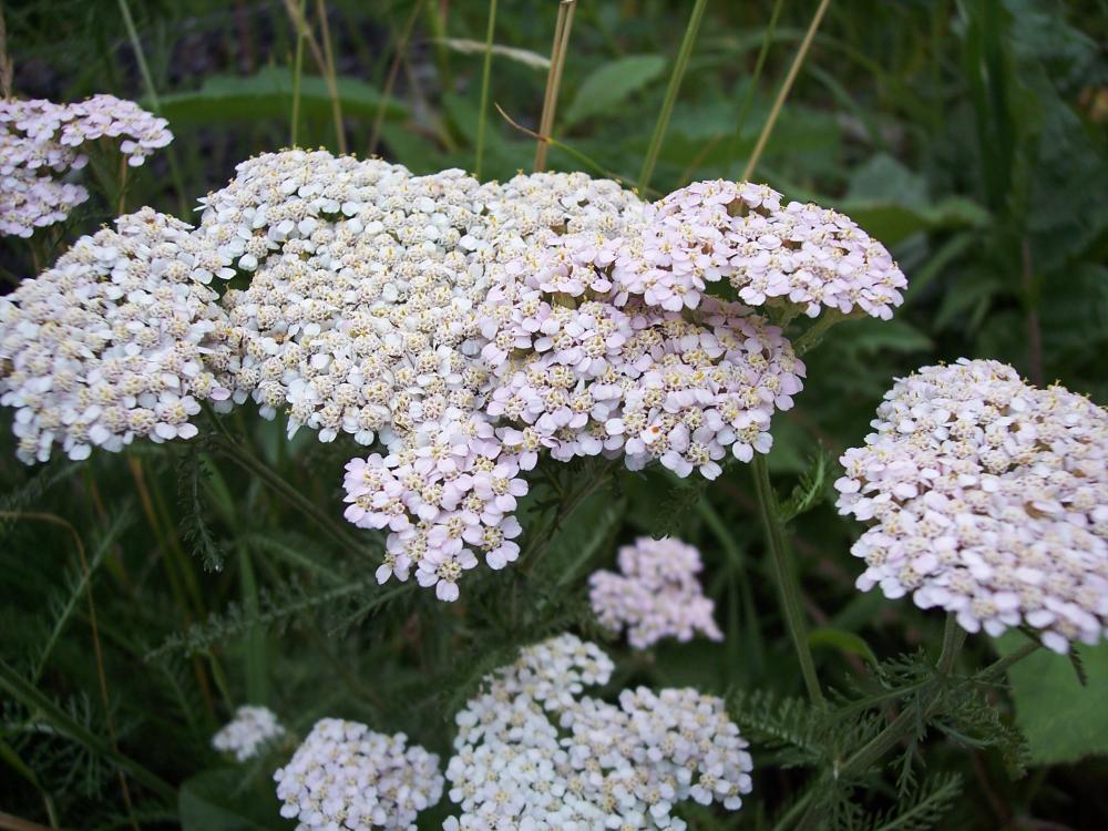 Achillea millefolium / Achillea millefoglie, millefoglio